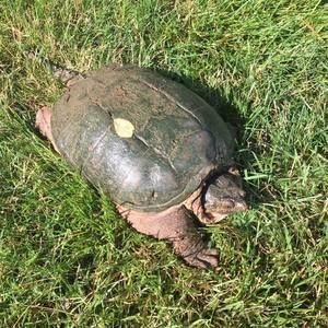 Meet your Posher, Kevin